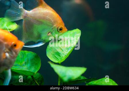 Paar Goldpterophyllum scalare im Aqarium, gelbe Engelfische bewachen Eier. Roe auf dem Blatt. Selektiver Fokus Stockfoto