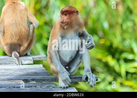 Der Proboscis-Affe (nasalis larvatus) oder langnasiger Affe ist ein rötlich-brauner Arborealaffe der Alten Welt mit einer ungewöhnlich großen Nase. Es ist endemisch Stockfoto