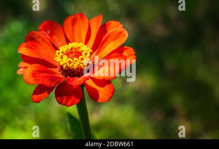 Tithonia rotundifolia Blume im Garten vor grünem Hintergrund. Blumenmotiv Stockfoto