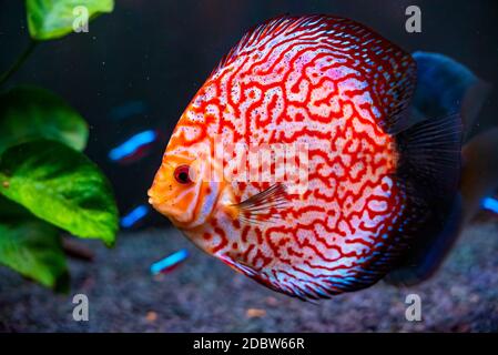 Nahaufnahme eines roten tropischen Symphysodon-Diskusfischs mit Schachbrettmuster Aquarium Stockfoto