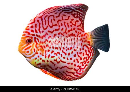 Nahaufnahme eines roten tropischen Symphysodon-Diskusfisches mit Schachbrettmuster. Isoliert auf weißem Hintergrund. Stockfoto