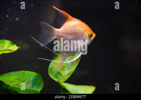 Gold Pterophyllum scalare im Aqarium, gelbe Engelfische bewachen Eier. Rogen auf dem Blatt. Selektiver Fokus Stockfoto