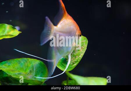 Gold Pterophyllum scalare im Aqarium, gelbe Engelfische bewachen Eier. Rogen auf dem Blatt. Selektiver Fokus Stockfoto