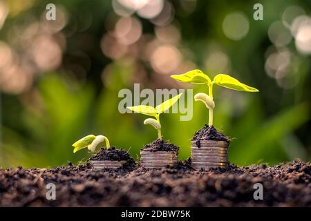 Münzen und Pflanzen werden auf einem Münzhaufen für Finanzen und Bankwesen angebaut. Die Idee, Geld zu sparen und die Finanzen zu erhöhen. Stockfoto