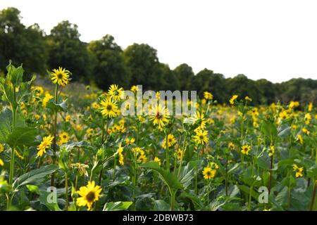 Artischockenfeld in Jerusalem im Sommer Stockfoto