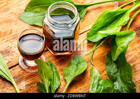 Medizinische Tinktur oder Wegerich Extracts.Medical Kräuter in Kräutermedizin.Plantago, Wegerich, Flöhe Stockfoto