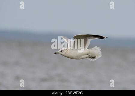 Möwe im Herbst auf der ostsee Stockfoto