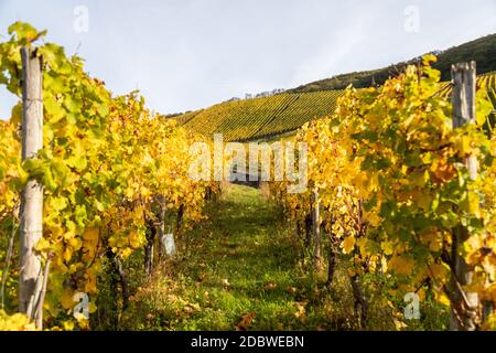 Mit Weinbergen in der Nähe von Bernkastel-Kues auf Mosel im Herbst mit gelben Blätter und grüne Gras auf dem Boden Stockfoto