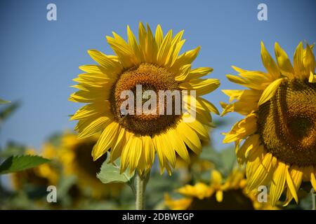 Biene auf Sonnenblume im Sommer Stockfoto