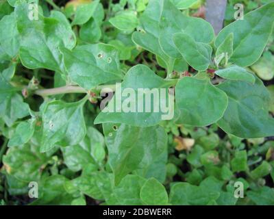 Neuseeländischer Spinat, Tetragonia tetragonioides, im Garten Stockfoto