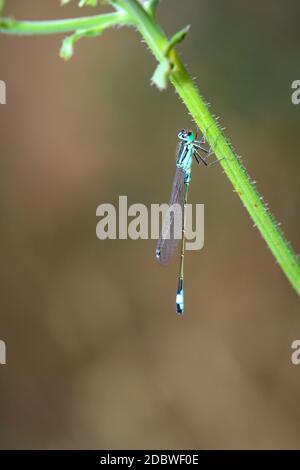 Porträt einer Libelle (Zygoptera) oder Wasserjungfrau. Sie gehören zu den Libellen. Stockfoto