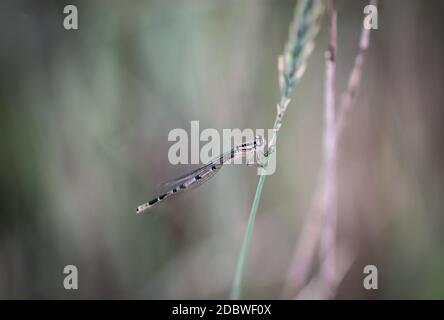 Porträt einer Libelle (Zygoptera) oder Wasserjungfrau. Sie gehören zu den Libellen. Stockfoto