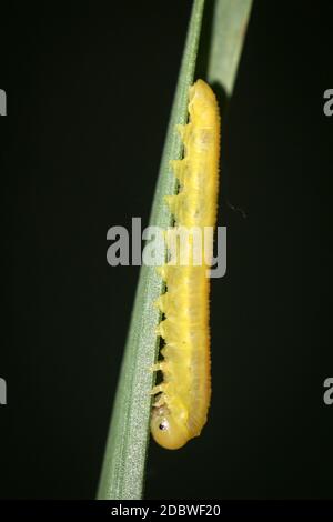 Eine gelbe Raupe auf einem Grashalm. Dies ist ein Zyklus in einem Leben der Butterflys. Stockfoto