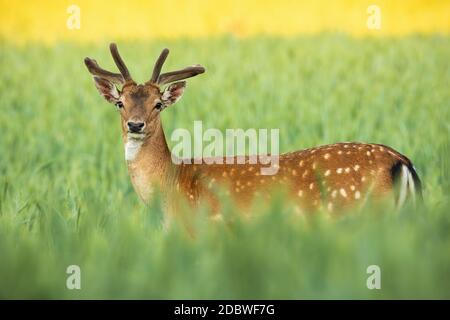 Damhirsch, Dama dama, Hirsch mit wachsenden neuen Geweih mit Samt bedeckt stehen auf dem Feld in Sommer Natur. Majestätisch gefleckte männliche Tier suchen Th Stockfoto