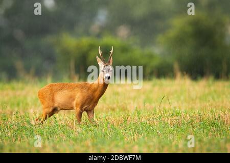 Rehe, Capreolus capreolus, Bock auf dem Feld in regnerischen Sommer Natur stehen. Wildes Tier mit Geweih, das auf Grasland zur Kamera schaut. Roebuck Sta Stockfoto