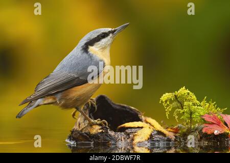 Kleine eurasische Nuthatch, sitta europaea, sitzt auf Holz im Teich im Herbst. Bunte singvogel mit schwarzem Streifen auf dem Kopf Blick oben auf Stumpf. Klein Stockfoto