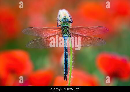 Fragiler südlicher Wanderhändler, aeshna affinis, sitzt auf einer Blume mit roten Mohnblumen, die im Hintergrund blühen. Blaue Libelle, die von oben still steht Stockfoto