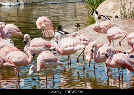 Gruppe von Flamingos am Seeufer, Vögel, Ruhe, sonniger Tag Stockfoto