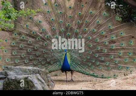 Erwachsenen männlichen Pfau anzeigen bunte Federn, Portrait eines erwachsenen männlichen Pfau seine Federn anzeigen Stockfoto