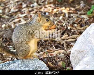 Eichhörnchen essen Eichel im Garten Stockfoto