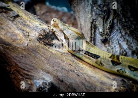 Madagaskar-Boa auf einem Baumstamm im tropischen Wald Stockfoto