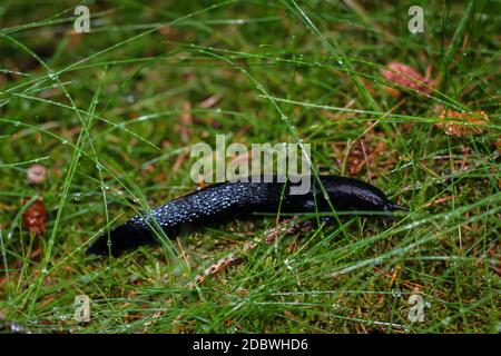 Nahaufnahme einer schwarzen Schnecke im Gras, während es regnet. Stockfoto