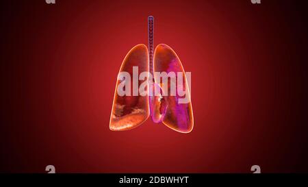 3D-Darstellung der menschlichen Lunge mit Sauerstoff gefüllt. Stockfoto