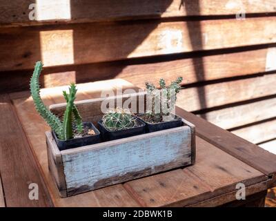 Kaktus in Holztöpfen auf dem Holztisch platziert Stockfoto