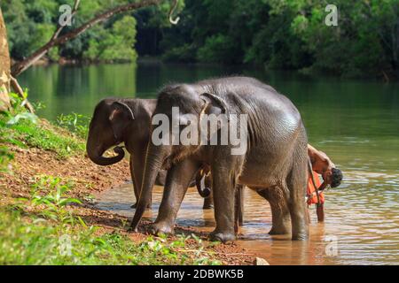 Elefantenrehabilitationszentrum, Kottoor, Kappukad, Trivandrum, Elefantenfütterung, Baden, Safari Stockfoto