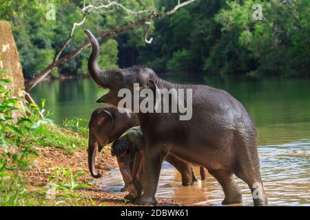 Elefantenrehabilitationszentrum, Kottoor, Kappukad, Trivandrum, Elefantenfütterung, Baden, Safari Stockfoto