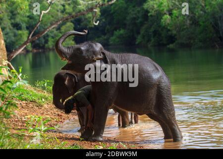 Elefantenrehabilitationszentrum, Kottoor, Kappukad, Trivandrum, Elefantenfütterung, Baden, Safari Stockfoto