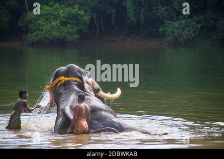 Elefantenrehabilitationszentrum, Kottoor, Kappukad, Trivandrum, Elefantenfütterung, Baden, Safari Stockfoto