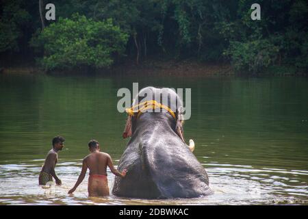 Elefantenrehabilitationszentrum, Kottoor, Kappukad, Trivandrum, Elefantenfütterung, Baden, Safari Stockfoto