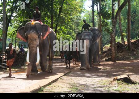 Elefantenrehabilitationszentrum, Kottoor, Kappukad, Trivandrum, Elefantenfütterung, Baden, Safari Stockfoto