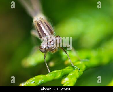 Porträt einer Libelle (Zygoptera) oder Wasserjungfrau. Sie gehören zu den Libellen. Stockfoto