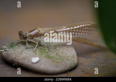 Porträt einer Libelle (Zygoptera) oder Wasserjungfrau. Sie gehören zu den Libellen. Stockfoto