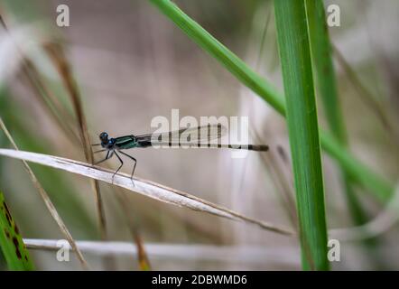 Porträt einer Libelle (Zygoptera) oder Wasserjungfrau. Sie gehören zu den Libellen. Stockfoto