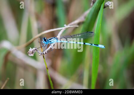 Porträt einer Libelle (Zygoptera) oder Wasserjungfrau. Sie gehören zu den Libellen. Stockfoto