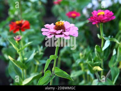 Blühende Zinnien im Garten Stockfoto