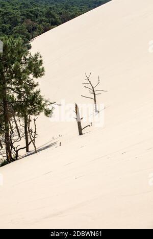 Erosion der Bäume am Rand der Düne von Pilat, die größte Düne Europas. La Teste-de-Buch, Bucht von Arcachon, Aquitanien, Frankreich Stockfoto