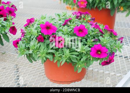 Petunia, Petunias im Tablett, Petunia im Topf, dunkle Rose Petunia Stockfoto