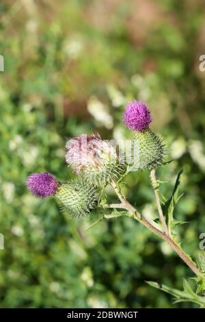 Makro, Nahaufnahme einer Milchdistel in der Sonne Stockfoto