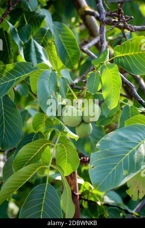 Drei Walnüsse in ihrer grünen Beschichtung hängen am Baum. Stockfoto