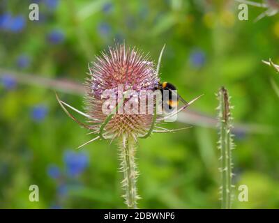 Hummel, Bombus, auf einer wilden Teelenblume auf einer Sommerwiese Stockfoto