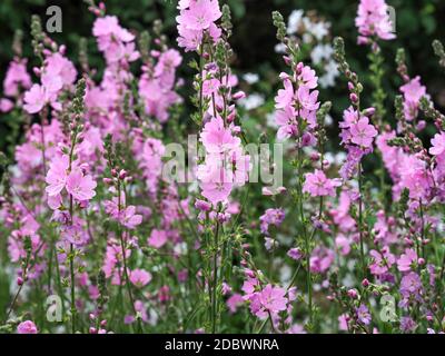 Schöne rosa Prärie Malvenblüten in einem Garten, Sorte Sidalcea Sussex Schönheit Stockfoto