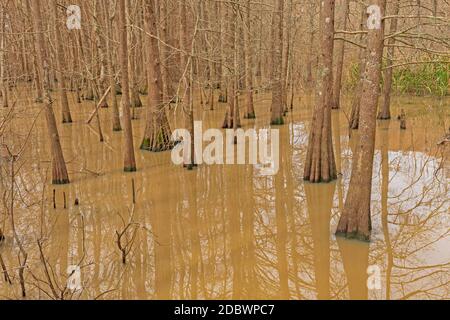 Cypress-Tupelo Wetland Forest am Lake Anahuac in Texas Stockfoto