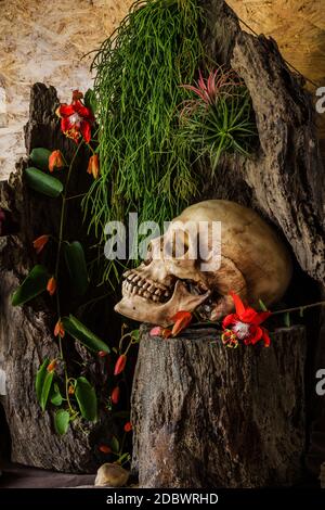 Stillleben mit einem menschlichen Schädel mit Wüstenpflanzen, Kakteen, Rosen und getrockneten Blumen in einer Vase neben dem Holz. Stockfoto