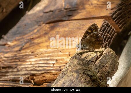 Kleiner brauner Schmetterling sitzt auf einem Ast vor einer dunklen Holzwand mit Kopierraum Stockfoto