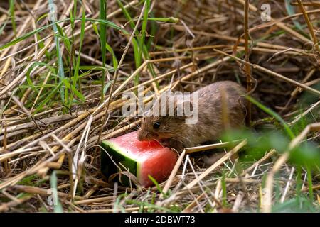 Kleine braune Feldmaus sitzt im trockenen Gras und frisst ein Stück Wassermelone Stockfoto