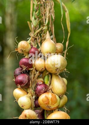 Verschiedene Arten von Zwiebeln in einem Geflecht vor einem verschwommenen grünen Hintergrund gebunden Stockfoto